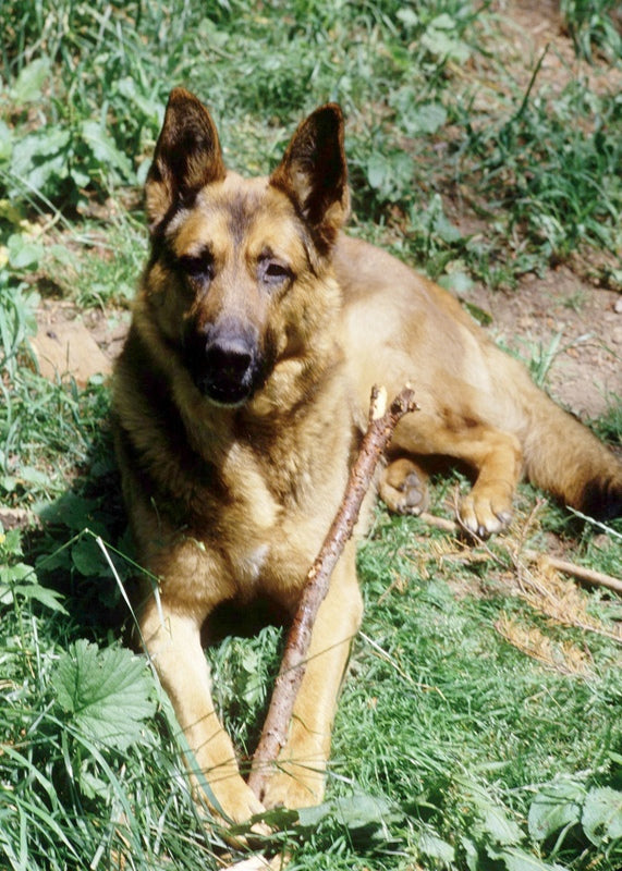 German Shepherd dog outdoors