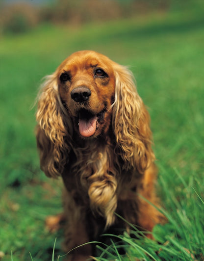 Golden dog outdoor portrait